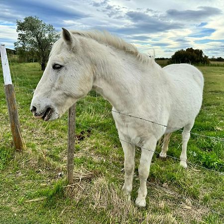 Le Mazet Sooksabai, Confort, Charme Et Decouverte En Petite Camargue Saint-Laurent-dʼAigouze Kültér fotó