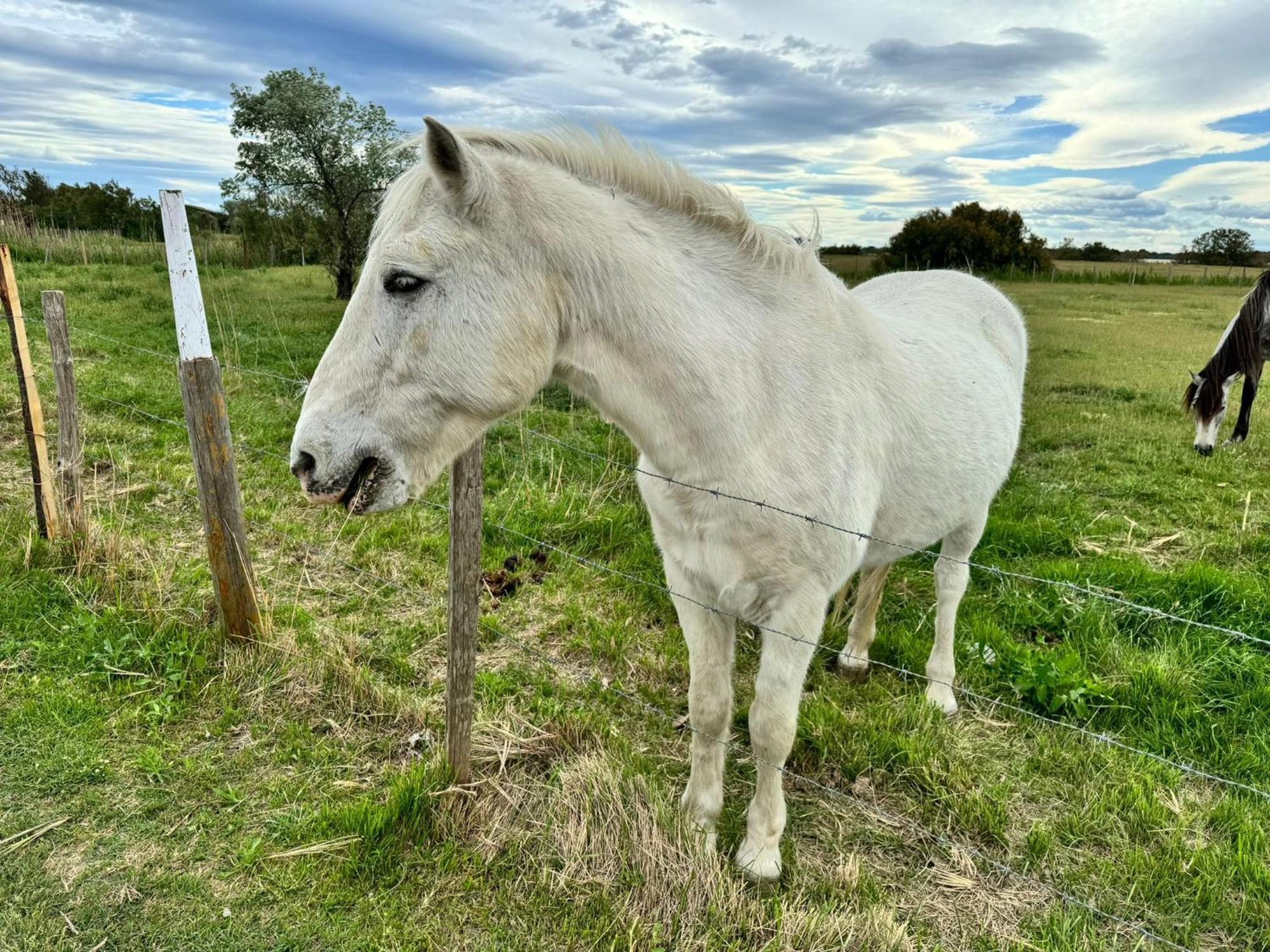 Le Mazet Sooksabai, Confort, Charme Et Decouverte En Petite Camargue Saint-Laurent-dʼAigouze Kültér fotó